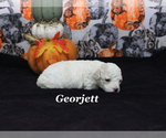Small #4 Poodle (Toy)