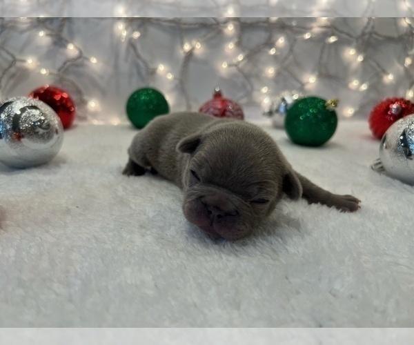 Medium Photo #6 French Bulldog Puppy For Sale in FLEMING ISLAND, FL, USA