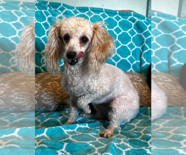 Medium Photo #3 Shih Tzu-Unknown Mix Puppy For Sale in Pacolet, SC, USA