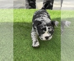 Small #1 American Bully
