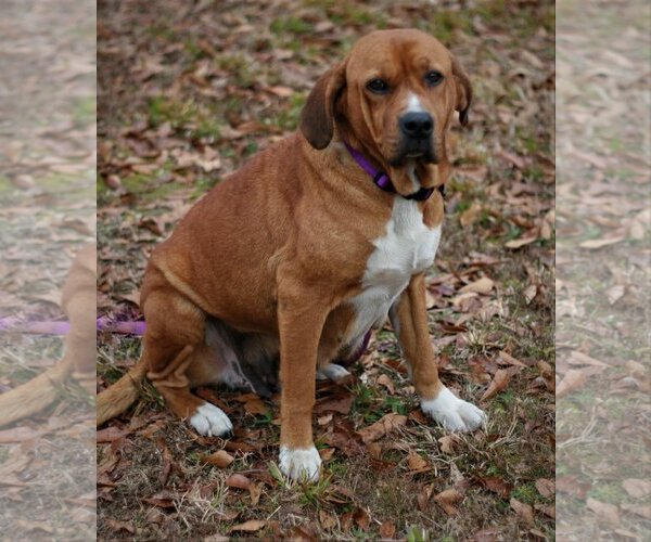 Medium Photo #4 Basset Hound-Redbone Coonhound Mix Puppy For Sale in Attalka, AL, USA