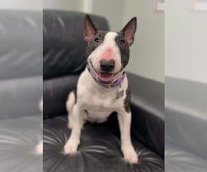Bull Terrier Dogs for adoption in Skokie, IL, USA