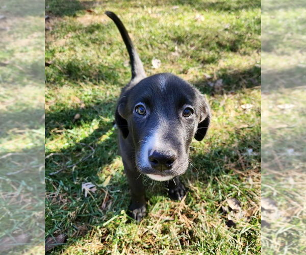 Medium Photo #2 Labrador Retriever-Unknown Mix Puppy For Sale in Mooresville, NC, USA