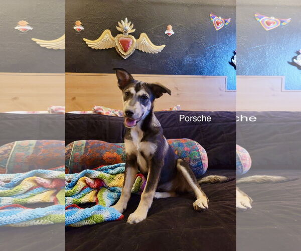 Medium Photo #1 Siberian Husky-Unknown Mix Puppy For Sale in Cedar Crest, NM, USA