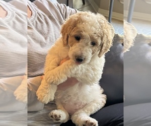 Goldendoodle Puppy for sale in BEEBE, AR, USA