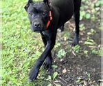 Small #42 Cane Corso