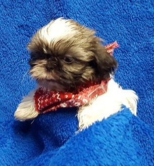 Medium Photo #11 Shih Tzu Puppy For Sale in BUFFALO, MO, USA