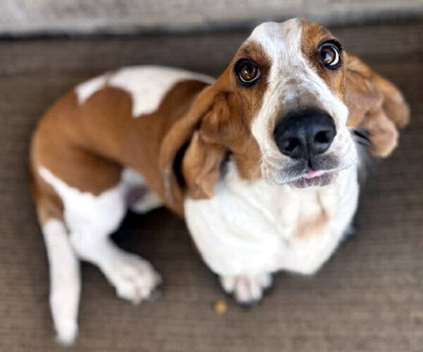 Medium Photo #5 Basset Hound Puppy For Sale in Deepwater, NJ, USA
