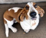 Small #4 Basset Hound