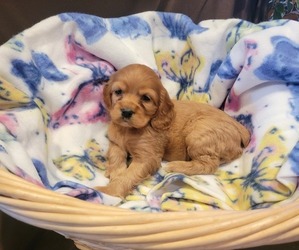 Cocker Spaniel Puppy for sale in WITHEE, WI, USA
