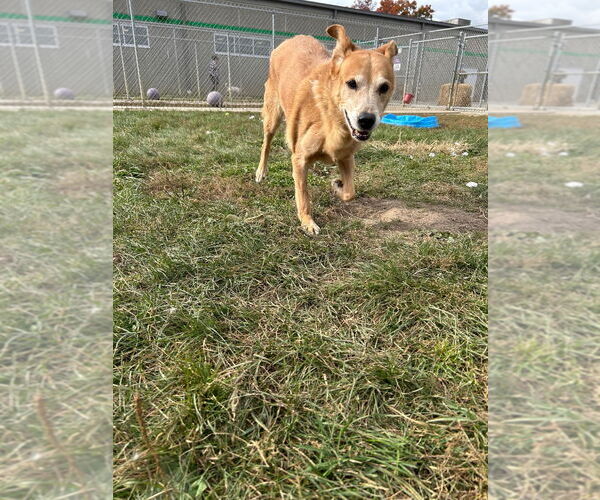 Medium Photo #7 Golden Shepherd Puppy For Sale in Pierceton , IN, USA