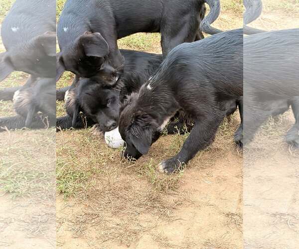 Medium Photo #2 Labrador Retriever-Unknown Mix Puppy For Sale in Unionville, PA, USA