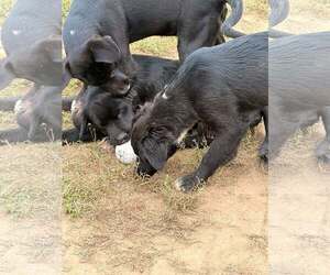 Lab Mix Pups Boys - Male Labrador Retriever-Unknown Mix Dog for Adoption - Photo #2