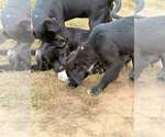 Small Photo #2 Labrador Retriever-Unknown Mix Puppy For Sale in Unionville, PA, USA