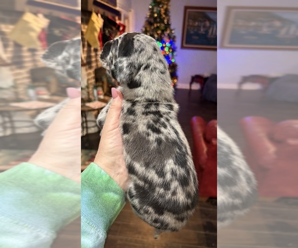 Medium Photo #14 Great Dane Puppy For Sale in CLANTON, AL, USA