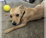 Small #1 Boxer Mix