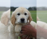 Small Photo #5 Golden Retriever Puppy For Sale in BRYANT, AL, USA