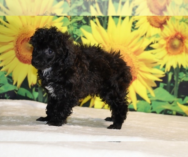 Medium Photo #28 Poodle (Toy) Puppy For Sale in DYERSBURG, TN, USA
