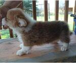 Small Photo #9 Pembroke Welsh Corgi Puppy For Sale in ELLENSBURG, WA, USA