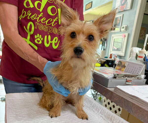 Medium Photo #1 Cairn Terrier-Unknown Mix Puppy For Sale in Benton, LA, USA