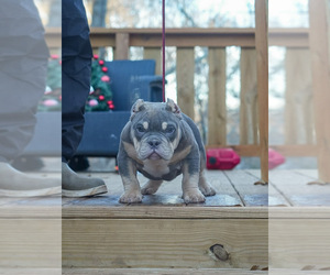 American Bully Puppy for sale in FOUNTAIN INN, SC, USA