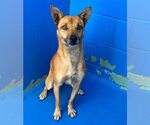 Small #1 Australian Kelpie-Chihuahua Mix