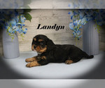 Small #2 Cavalier King Charles Spaniel