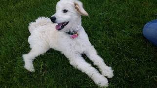 Goldendoodle (Miniature) Puppy for sale in FARIBAULT, MN, USA