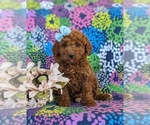 Small Photo #6 Goldendoodle (Miniature) Puppy For Sale in LINCOLN UNIVERSITY, PA, USA