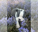 Small #5 Boston Terrier