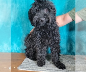 Poodle (Miniature)-Whoodle Mix Puppy for sale in SHAWNEE, OK, USA