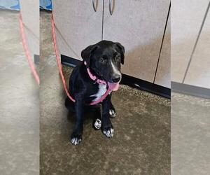 Dixie - Female Great Pyrenees-Unknown Mix Dog for Adoption - Photo #3
