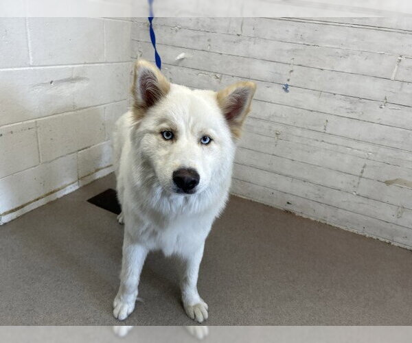 Medium Photo #1 Siberian Husky-Unknown Mix Puppy For Sale in San Bernardino, CA, USA
