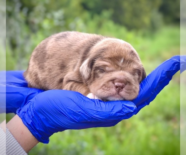 Medium Photo #3 Cocker-Pei Puppy For Sale in PLANT CITY, FL, USA