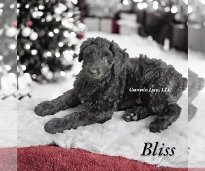 Schnoodle (Giant) Puppy for sale in SAINT AUGUSTINE, FL, USA