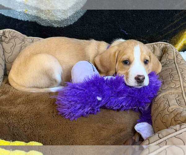 Medium Photo #6 Mutt Puppy For Sale in Kennesaw, GA, USA