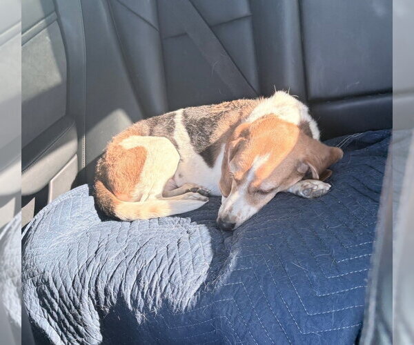 Medium Photo #5 Beagle Puppy For Sale in Las Vegas, NV, USA