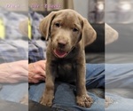 Small Photo #14 Labrador Retriever Puppy For Sale in POCAHONTAS, IL, USA