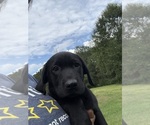 Small Labrador Retriever