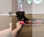 Small #9 Staffordshire Bull Terrier Mix