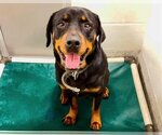 Small Photo #2 Rottweiler Puppy For Sale in Houston, TX, USA