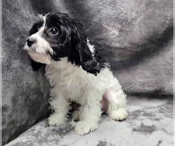 Medium Photo #6 Cavalier King Charles Spaniel Puppy For Sale in Lincolnwood, IL, USA