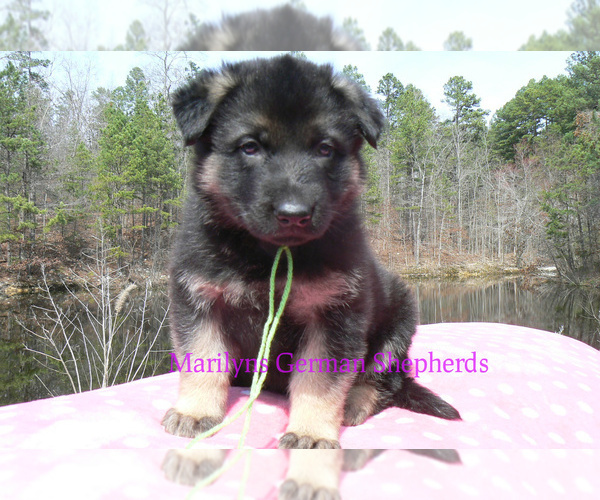 Medium Photo #6 German Shepherd Dog Puppy For Sale in PIEDMONT, MO, USA