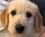 Small #2 Belgian Malinois-Goldendoodle Mix