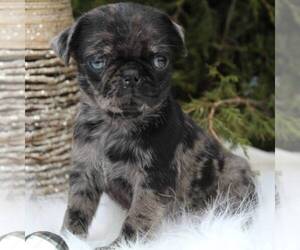 Pug Puppy for sale in DUNDEE, NY, USA
