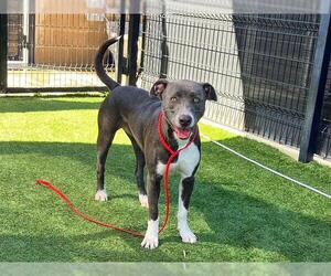 Mutt Dogs for adoption in Orange, CA, USA