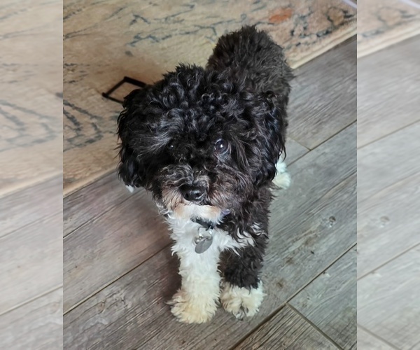 Medium Photo #1 Miniature Labradoodle Puppy For Sale in SAN DIEGO, CA, USA