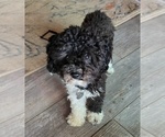 Small Photo #1 Miniature Labradoodle Puppy For Sale in SAN DIEGO, CA, USA