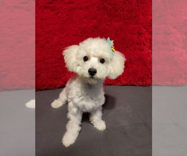 Medium Photo #1 Bichon Frise Puppy For Sale in NEW ALBANY, IN, USA