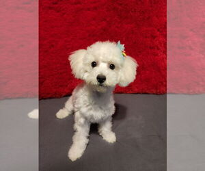 Bichon Frise Puppy for sale in NEW ALBANY, IN, USA